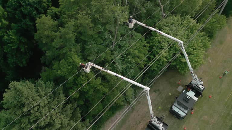 How Our Tree Care Process Works  in  Valparaiso, IN