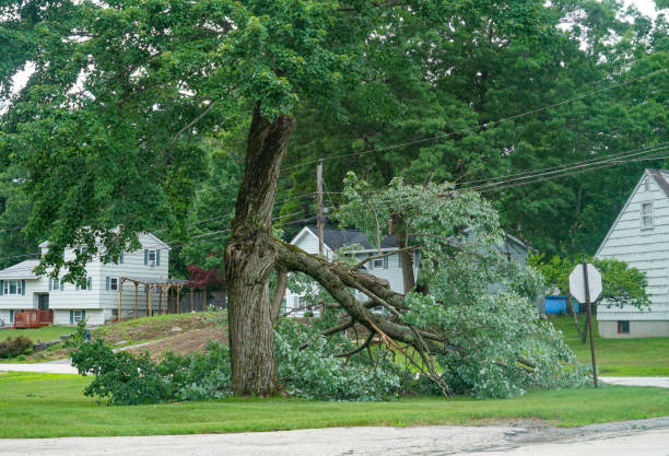 Best Tree and Shrub Care  in Valparaiso, IN