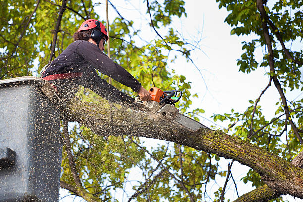 Best Tree Risk Assessment  in Valparaiso, IN