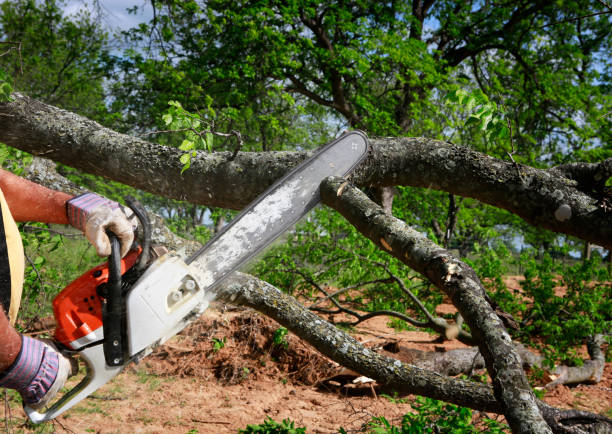 Best Emergency Tree Removal Services  in Valparaiso, IN